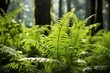 Ferns grow wildly and densely in the underbrush of a lush forest, highlighting the richness of natural flora