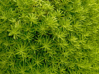 Wall Mural - Green moss background. Close-up of green moss texture. Top view.