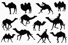Silhouette Set Of Desert Camel With Humps Standing, Running And Walking.
