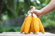 Close up hand hold dried corns or maizes, peeled off and tied peels. Outdoor nature background. Concept, economic agriculture crops in Thailand. Maizes are used as material for producing animal feed. 