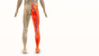 © Silver Place - Medical concept for sciatic nerve discomfort