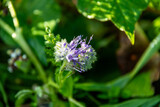 Fototapeta Dmuchawce - Phacelia tanacetifolia, Rainfarn-Phazelie, auch Büschelschön, Rainfarnblättrige Phazelie, Büschelblume oder Bienenfreund genannt