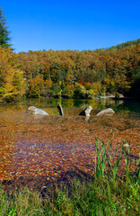 Canvas Print - Beautiful autumn landscape by the Vida lake in Apuseni Mountains, Romania. Trees in colorful foliage and forested in the Occidental Carpathians reflecting in the water surface.