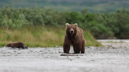 Wall Mural - A brown/grizzly bear fishing for salmon in Katmai, Alaska 