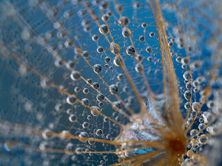 Poster - flower fluff, dandelion seeds with rain drops - beautiful macro photography with abstract bokeh background