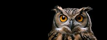 A Wise Old Owl Portrait In A Dark Studio. AI Generated. This Image Evokes Surprise, Suspicion, Questioning, And Knowledge Through The Use Of The Owl's Huge Eyes And Curious Personality.