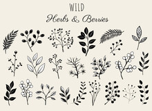 Floral Elements Set, Wild Herbs And Berries. Monochrome Botanical Illustration. Hand Drawn Isolated Plants.