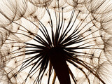 Fototapeta Dmuchawce - flower fluff, dandelion seeds - beautiful macro photography with abstract bokeh background