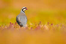 A Beautiful Partridge In Nature. Nature Background. Chukar Partridge. (Alectoris Chukar)