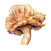 Wood Ear Mushroom Watercolor Object Isolated Png.