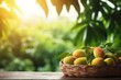 Ripe mango with green leaves in wicker basket on wooden table against the backdrop of sunny plantation of mango trees. Sweet tropical fruit, template for design, mockup