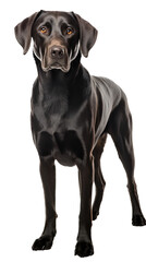 Wall Mural - Labrador retriever dog isolated from background