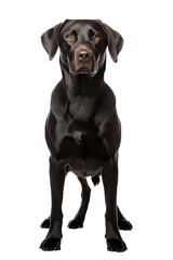 Wall Mural - Labrador retriever dog isolated from background