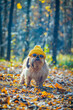 shih tzu dog is wearing glasses and a hat in the forest in autumn