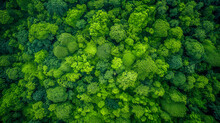 Drone Style View Of Green Summer Deciduous Treetops