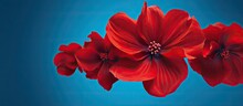 A Blue Backdrop Showcases A Red Blossom With Two Layers Of Petals