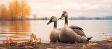 A Pair Of Adorable Canadian Geese Relaxing On The Edge Of The Lake