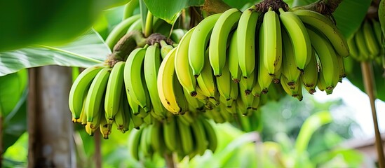a garden filled with green bananas is an agricultural plantation of pisang awak bananas in thailand