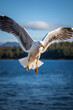 A seagull flying, focus on the wing span. Vertical photo