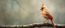 A Perched Northern Cardinal Of The Female Gender