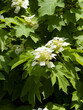(Hydrangea quercifolia) Close up on a panicle with small florets and pure white rounded single petals and dark green leaves of an oak-leaved hydrangea

