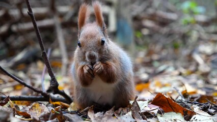 wild fluffy squirrel gnawing nuts at forest. cute brown rodent eating found walnuts at autumn park. 