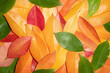 Background of autumn leaves in yellow, orange, red and green colors. Multi-colored background of fallen leaves.