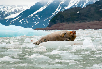 Sticker - Arctic Bearded Seal