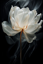 White Tulips On A Black Background With Smoke. Studio Photography. 