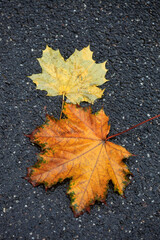 Poster - Colorful autumn plants on natur background