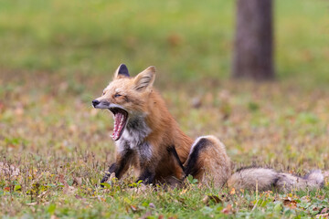 Canvas Print - Red fox in autumn