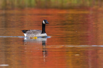 Wall Mural -  Canada goose (Branta canadensis) in autumn light