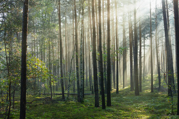  Wysoki sosnowy las. Jest jesienny, słoneczny poranek, Między drzewami unosi się mgła oświetlana promieniami wschodzącego słońca..