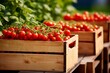 Vibrant Organic Tomatoes in Wooden Crates Captured in Dynamic Style