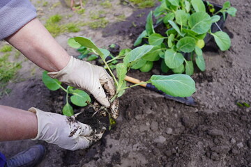 the hands of a farmer's woman in gloves are planting green cabbage seedlings on a bed in the ground in spring on a garden plot close-up