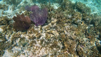 Wall Mural - An underwater video of a Spotted Eel eating