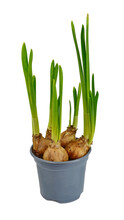 Daffodil Or Narcissus Flower Sprouts In The Yellow Pot. Spring Bulbous Plant Isolated On White. Daffodils Pot Young Bulbs Grow Isolated White 