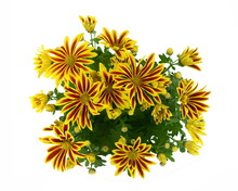 Beautiful Spring Orange Chrysanthemum, Gazania Or Commonly Called New Day Tiger