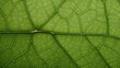 © betterpick|Art - Veins of Life: High-Resolution Study of a Leaf's Delicate Network