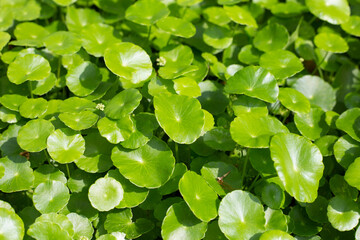 Fresh green nature herb leaves of centella asiatica (gotu kola)