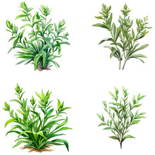 Set Of Tarragon Herbs Isolated On White Background