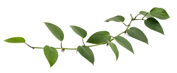 pepper or piper nigrum branch green leaves on transparent background.