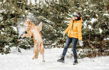 Wall Mural - Golden retriever dog in winter time playing with girl owner in snow. Young woman walking with doggy pet in forest in cold weather