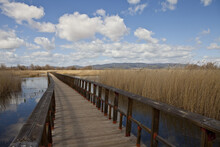 Wooden Bridge Over Calm Wetlands Waters