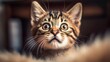 © nikolettamuhari - Small and cute tabby kitten photo in sunlight, generative ai