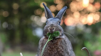 Poster - Small elder grey rabbit in fall garden eating parsley with soft bokeh background and copy space