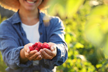 Woman holding ripe raspberries outdoors, closeup. Space for text