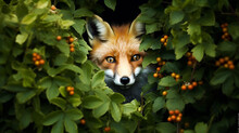 Happy Fox Peeking His Little Head From The Bushes