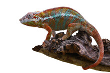 Panther Chameleon On A Tree Branch