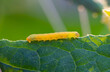 © vaakim - cotton boll worn on the leaf